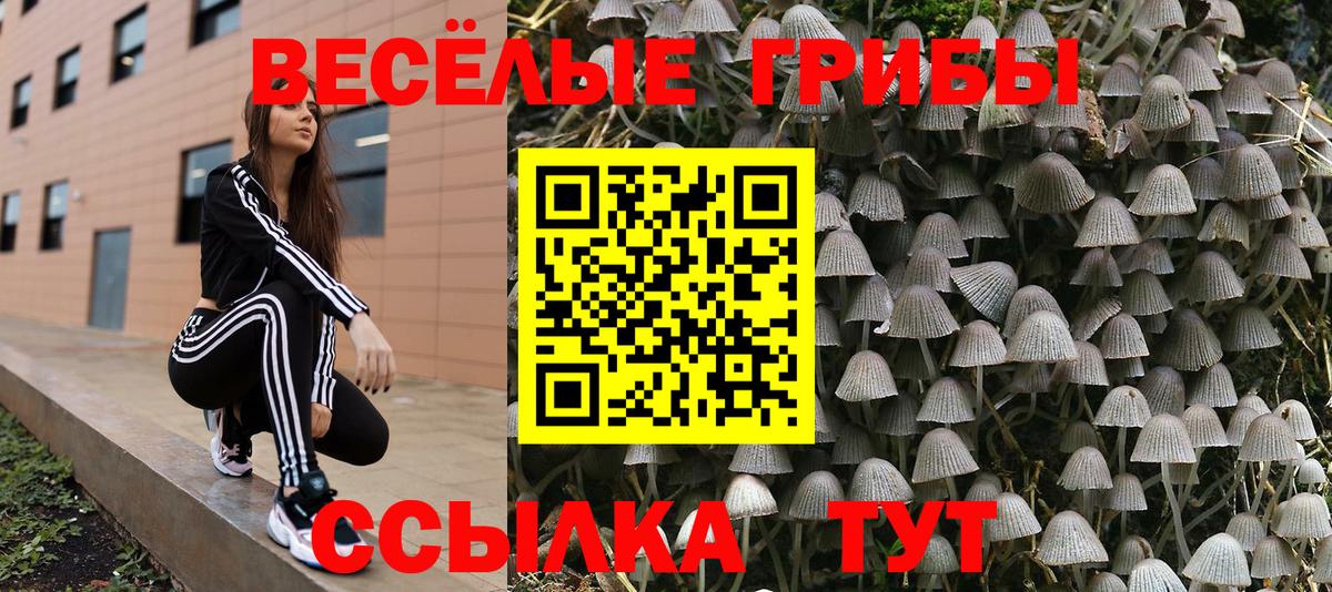 Псилоцибиновые грибы Psilocybine cubensis  что такое   Санкт-Петербург  Вход с VPN 